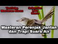 Masteran Perenjak Jantan Dan Trapi Suara Air Audio Bening Dan Bersih Mp3 - Mp4 Download