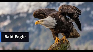 Bald Eagle Facts || The Symbol of America