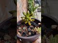 #Succulent#plant#indoorplant#rooftopgarden