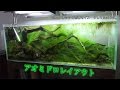 120センチ水槽立ち上げ。2016コンテスト作品。