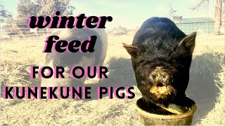 Winter Feed & Deep Bedding for our Kunekune Pigs