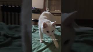 KOKOSIK IS COLLECTING DONATIONS ♥️😜🥰💖🎉🎆 🔥🙏 #haveitoldyoulatelythatiloveyou #cat #beautifulcat #ki...