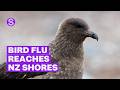Bird flu reaches NZ: How concerned should we be about our native bird populations? | Stuff.co.nz
