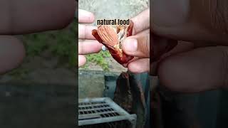 natural food #youtubeshorts #foods #jahidul islam omar