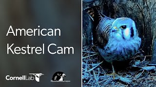 Wisconsin Kestrel Cam | Cornell Lab | Raptor Resource Project