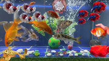 Video Tổng Hợp Động Vật Dễ Thương Đầy Màu Sắc,Hoa,Cây,Cá Mập,Rùa,Rắn,Cá Vàng,Cá Koi,Cá Trê,Cá Tỳ Bà