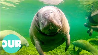 The Home Of The Manatees of Florida | Extraordinary Animals | Our World