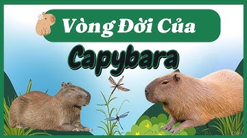 Vòng Đời Của Capybara Bao Nhiêu Năm? Life Cycle of a Capybara | Cùng Tìm Hiểu Nhé!