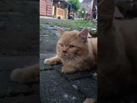 orange #cat #pet #cute #adoreble