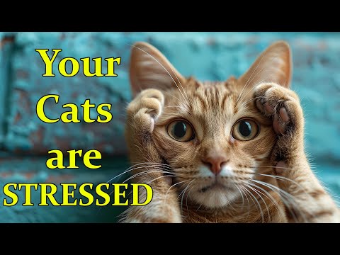 Your Cat is STRESSED and Signs to Know