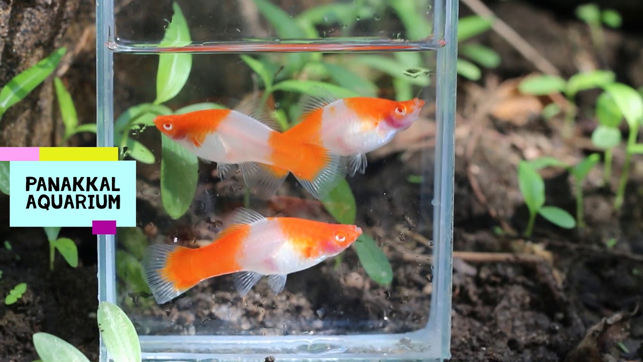Koi Swordtail Fish Koi Swordtail For Sale Koi Swordtail Fish