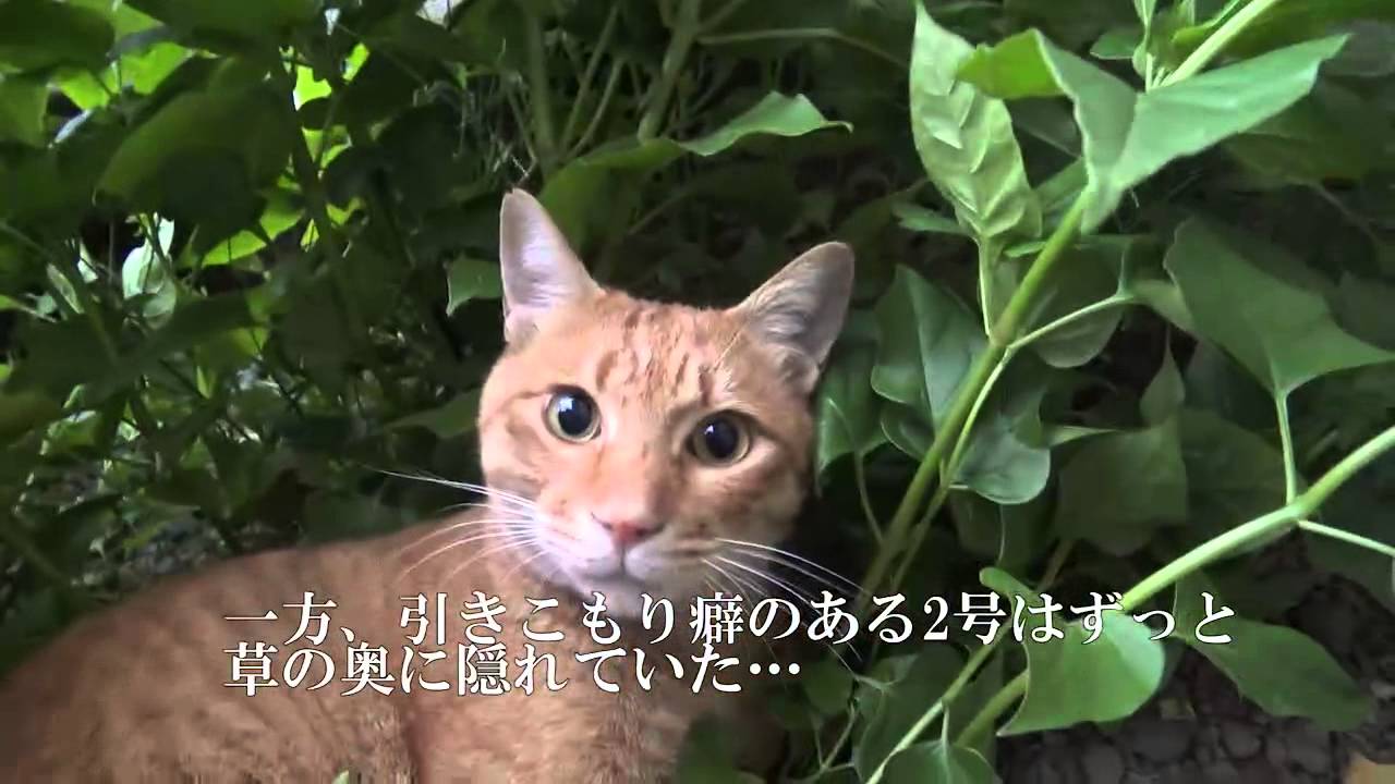 甘ったれ茶トラ猫、姿を見せなくなる - YouTube