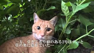甘ったれ茶トラ猫、姿を見せなくなる - YouTube