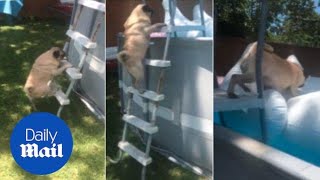 The struggle is real: Pug's epic climb to the swimming pool - Daily Mail