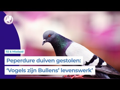Jan helemaal kapot van diefstal topduiven