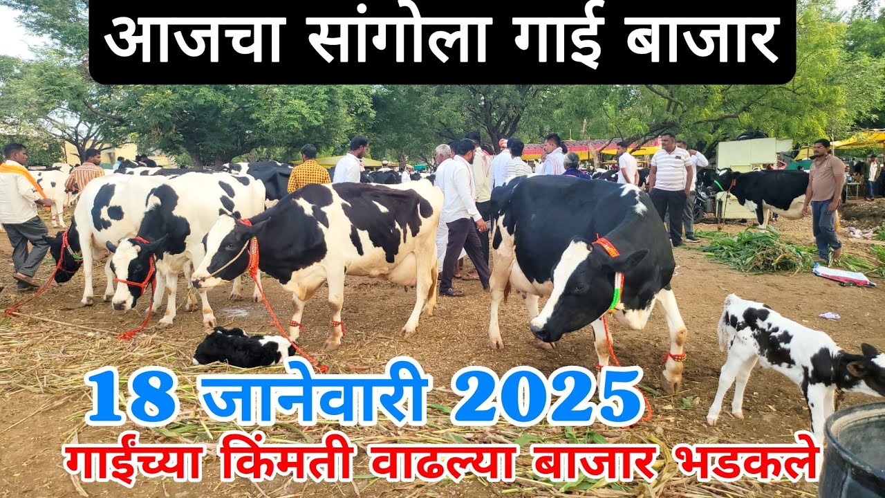 आजचा सांगोला गाई बाजार 18 जानेवारी, गाईंच्या किंमती वाढल्या सर्व प्रकारच्या गाईंची चालू मार्केट रेंज