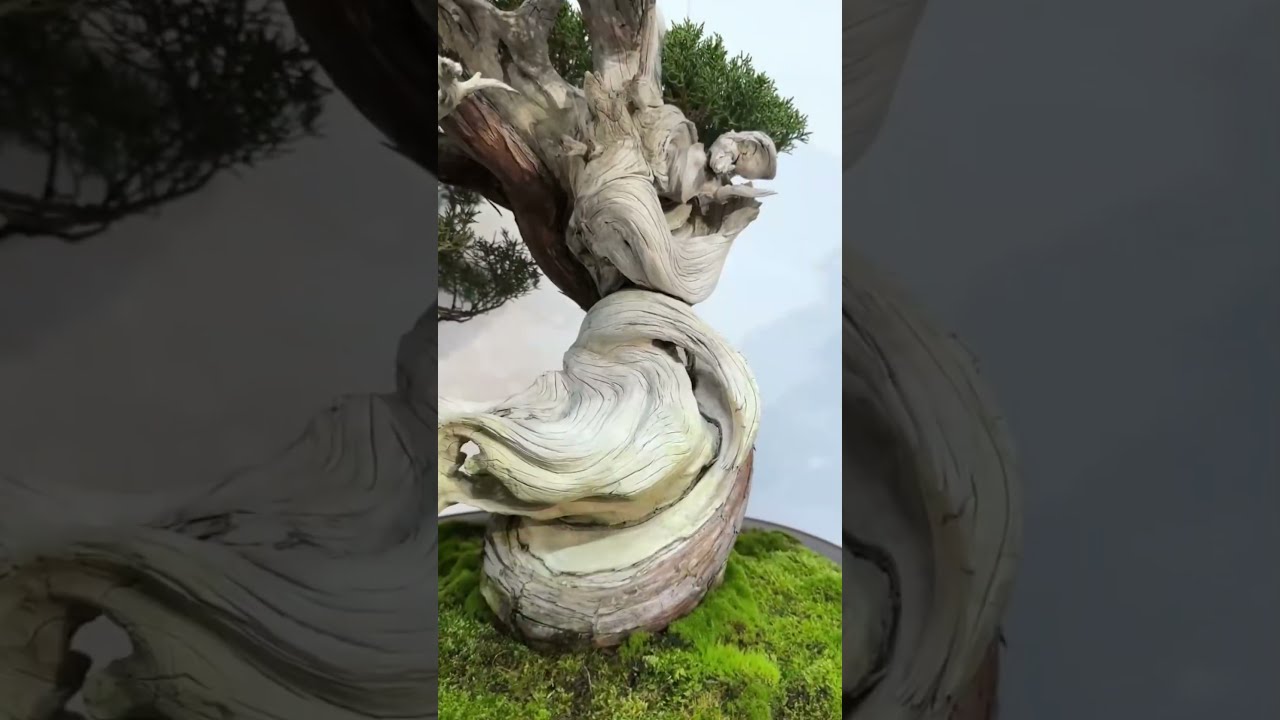 盆栽】第99回 国風盆栽展 前期【Bonsai】The 99th Kokufu Bonsai