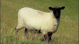 My TOP 5 FAVOURITE Sheep Breeds