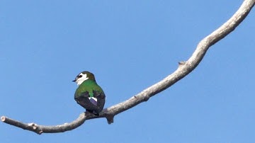 Violet-Green Swallow Call Video: Bird Songs Western North America-Swallow Song Nature Sounds Sleep