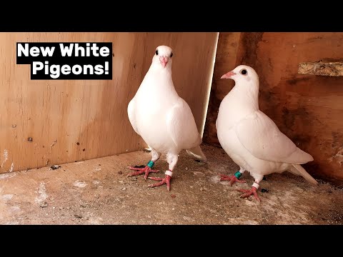 Click to Play Video
