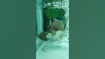 Thuần Thành Công 100% Bầy Cá Nâu Nước Mặn,Dành Cho Ae Thích Siêu Tầm