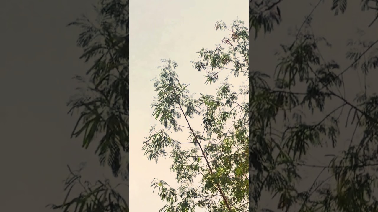 Bulbul Drone Delivery