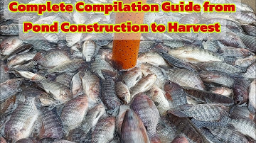 How to Start Biofloc Technology in Tilapia |Complete Guide from Pond Construction to Harvest