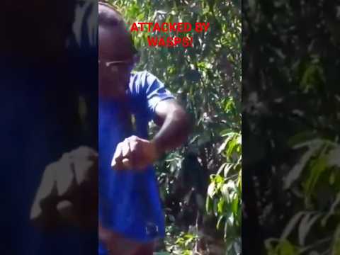 Attacked by Wasps! #jamaica