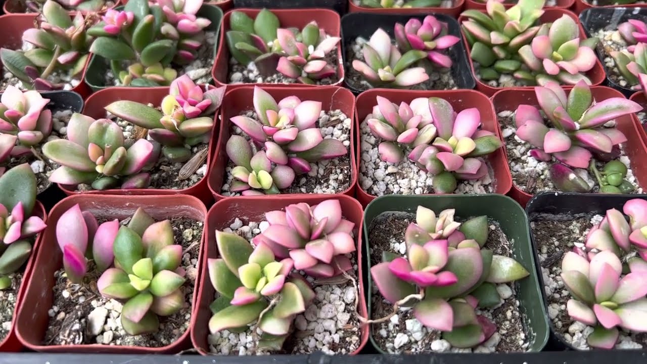 Huge and amazing variety of Anacampseros rufescens variegata "Pink Sand  Rose"