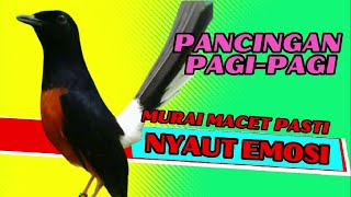 PANCINGAN PAGI-PAGI AGAR MURAI GACOR❗❗ MURAI MACET PASTI NYAUT EMOSI❗❗