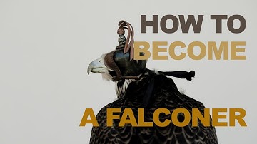 How To Become A Falconer