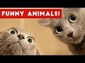 Funniest Pet Fails  amp  Bloopers Compilation November 2016   Funny Pet Videos