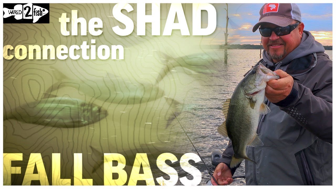 The Fall Shad-Bass Reservoir Connection - YouTube