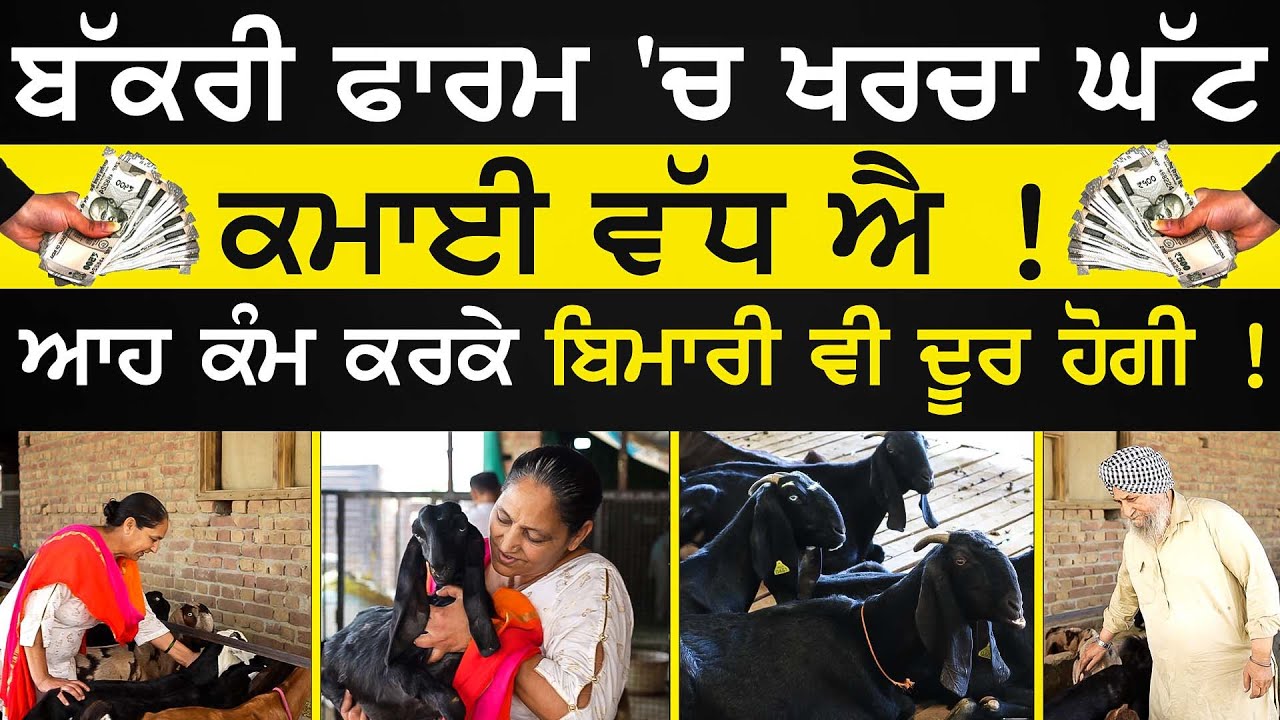 Bakri Farm 'ਚ ਖਰਚਾ ਘੱਟ ਕਮਾਈ ਵੱਧ ਐ ! Goat Farming  Punjab | humsafar | sirlekh