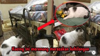 Kucing messi sedih ketika majikannya meninggalkannya Selamanya by Babah Ridho 627 views 1 year ago 1 minute, 43 seconds