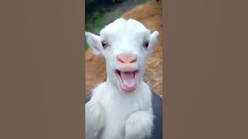 lại là con dê già  #funny #tiktok #comedy #haihuoc