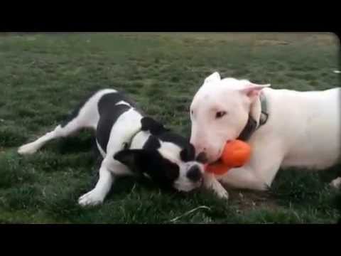 My boston terrier Walter & friends sunset park lv - YouTube