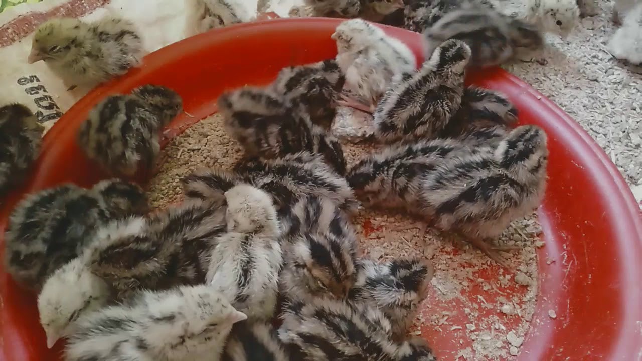 How to start Quail Farming in Local 