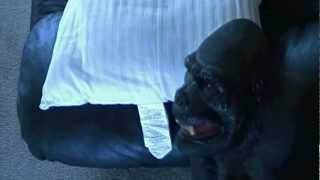 Rilla - Inanimate Objects