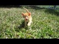 Super cute orange foster kitten walking towards me while meowing  on grass outside for first time