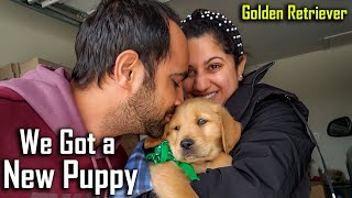 We got a New PUPPY | Bringing Home 7 Weeks Old Golden Retriever Puppy @ouramericandream1183