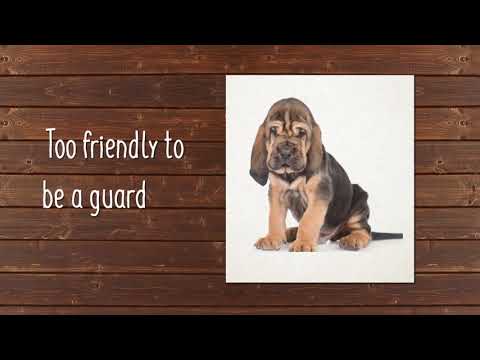 Video: Bloodhound Dog Breed Allergivenlig, Sundhed Og Levetid