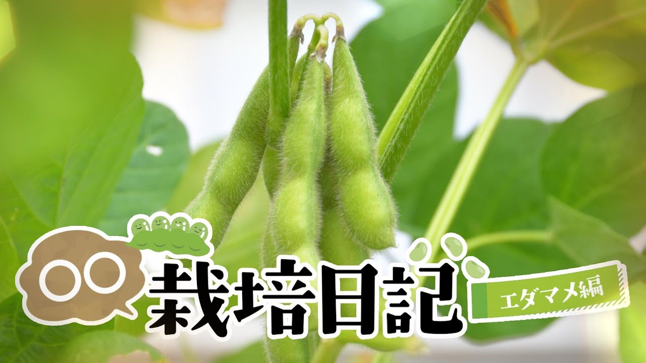 【〇〇栽培日記】エダマメ栽培に挑戦