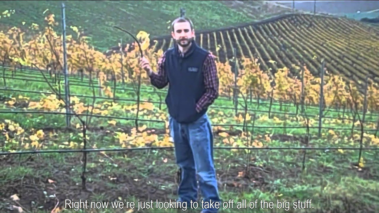After Harvest - Winter In the Vineyard at Bien Nacido