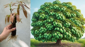 Great Technique For Grafting Mango Tree Using Aloe Vera and egg, growing mango tree many fruits
