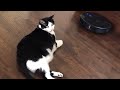 Lazy cat refuses to move for robot vacuum