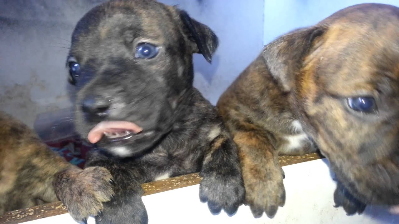 4 week old staffy puppy