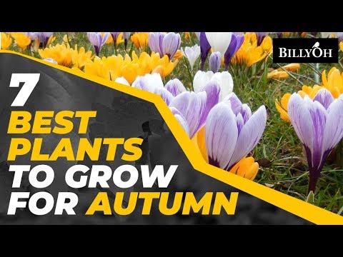 Video: Flowers For Flower Beds Blooming In Autumn
