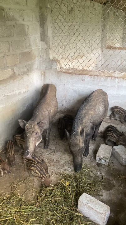 One month old piglets are learning to eat #vitvlog