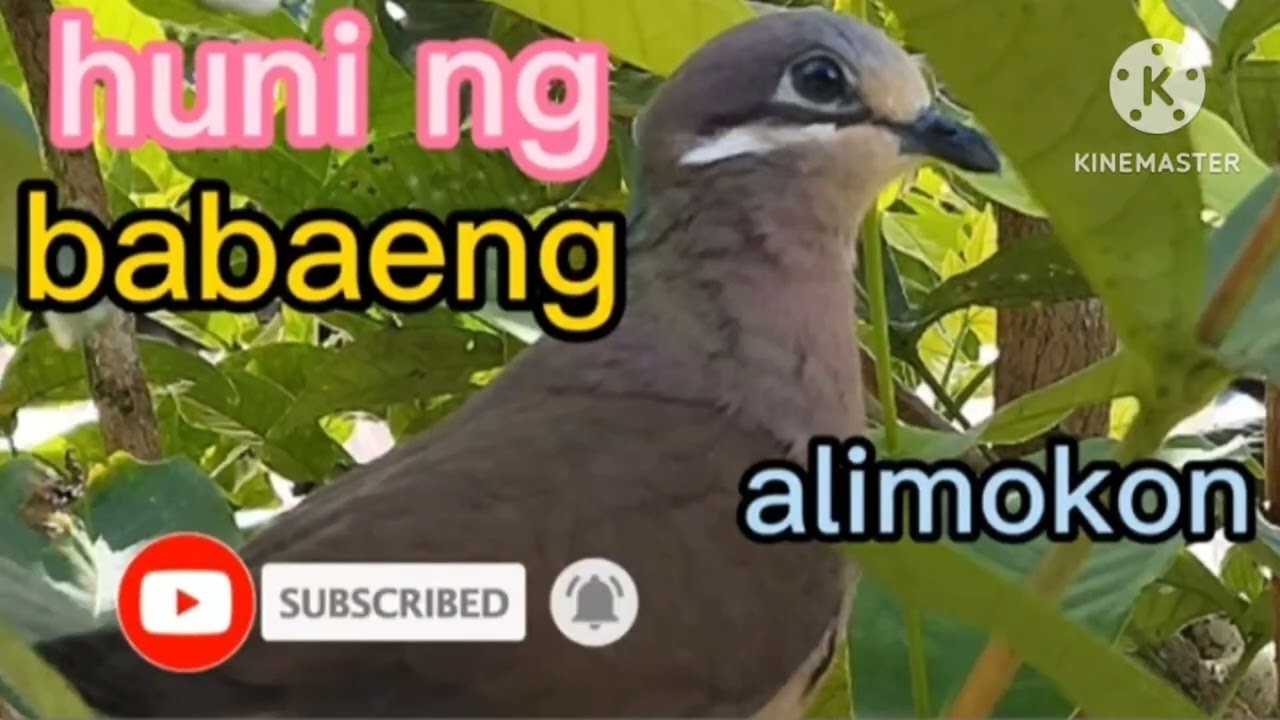 White eard brown dove (alimokon) Bird calling  sounds 